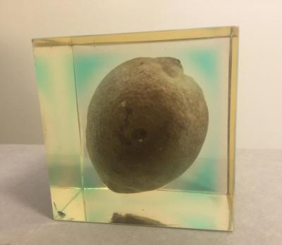 An original lemon from the Lemon Day protests encased in plexiglass. 